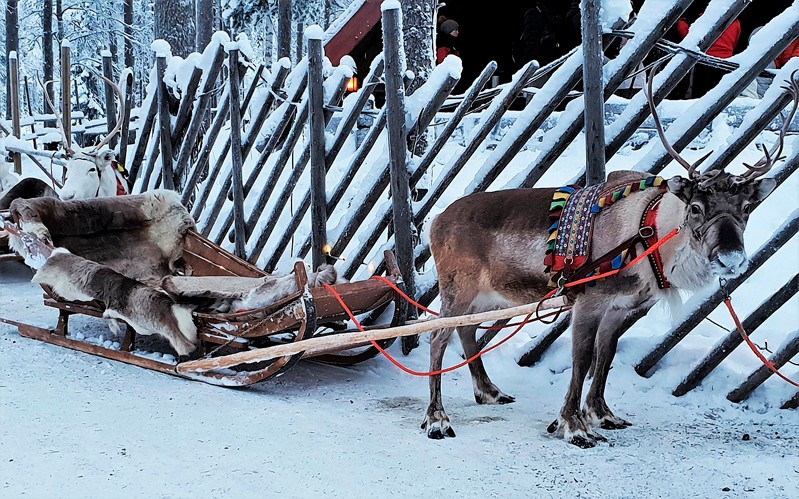 finlandia laponia reno